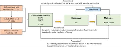 A Mendelian randomization study of the effect of tea intake on breast cancer